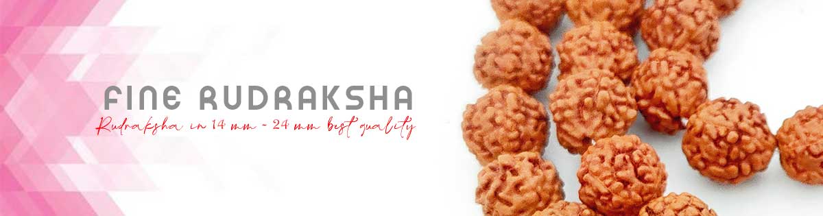 Fine Rudraksha