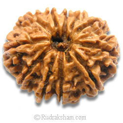 11 Mukhi