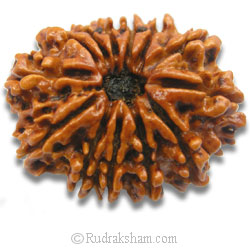 13 Mukhi