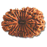 16 Mukhi