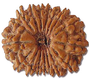 17 Mukhi