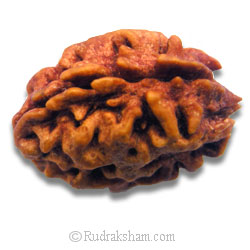 2 Mukhi