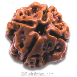 4 Mukhi