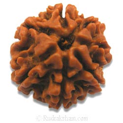 7 Mukhi