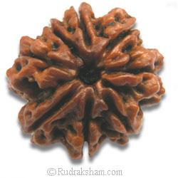 8 Mukhi